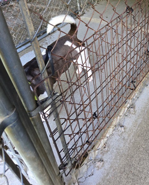 Chainlink fence repair. Midcoast Humane photo Chainlink fence repair. Midcoast Humane photo