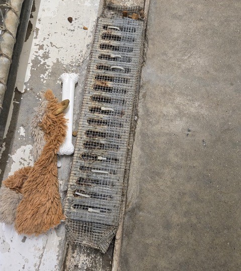 Drain. Midcoast Humane photo Drain. Midcoast Humane photo