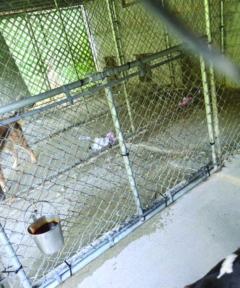 Outdoor kennels. Midcoast Humane photo Outdoor kennels. Midcoast Humane photo