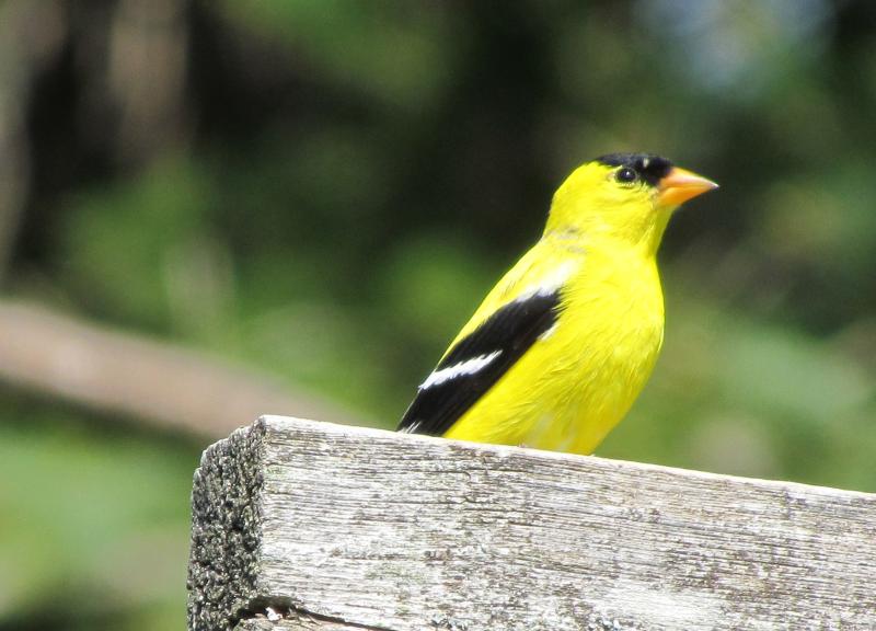 Perhaps the most well known and often seen finches is the American goldfinch. Courtesy of Jeff and Allison Wells Perhaps the most well known and often seen finches is the American goldfinch. (Photo by Jeff and Allison Wells)