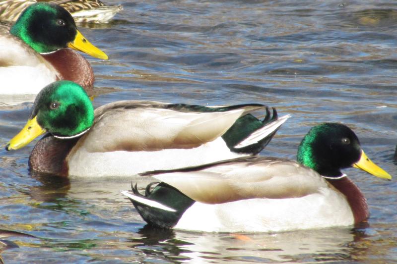 The striking green head of the male mallard would seem to make them a favorite of the St. Patrick's Day reveler. Courtesy of Jeff Wells The striking green head of the male mallard would seem to make them a favorite of the St. Patrick's Day reveler. Courtesy of Jeff Wells