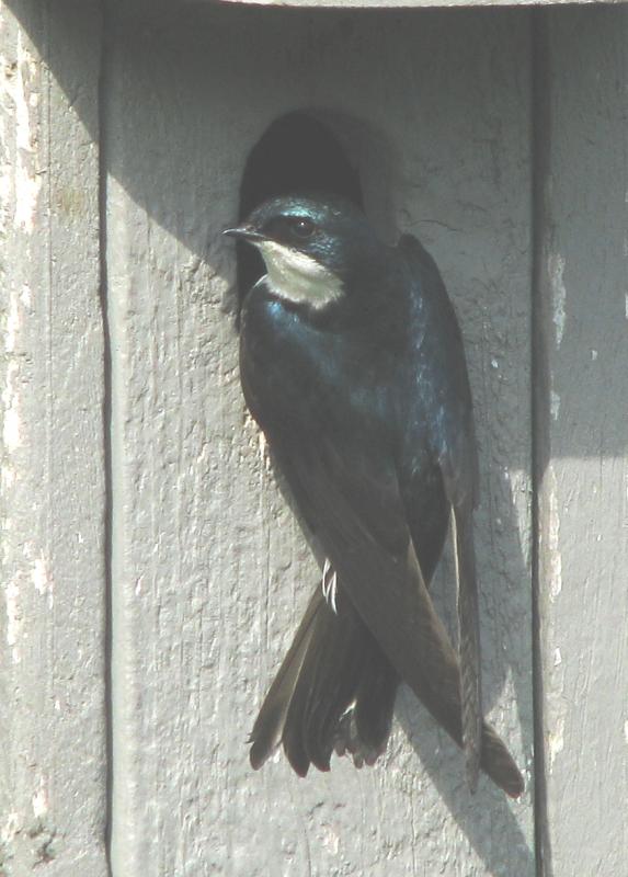 The green of the adult tree swallow has more bluish tones. Courtesy of Jeff Wells The green of the adult tree swallow has more bluish tones. Courtesy of Jeff Wells