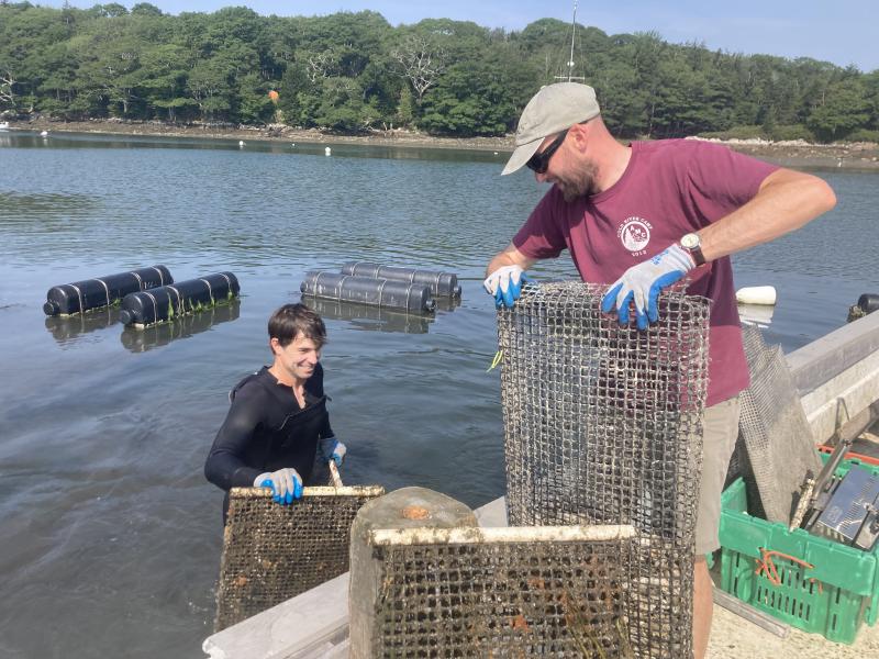 Research Scientist Robin Sleith helps out during a tour with Maine Oyster Company, a leading aquaculture business in the state that also opened their dock to the Maine-eDNA team for sampling. Credit: Sydney Greenlee Research Scientist Robin Sleith helps out during a tour with Maine Oyster Company, a leading aquaculture business in the state that also opened their dock to the Maine-eDNA team for sampling. Credit: Sydney Greenlee