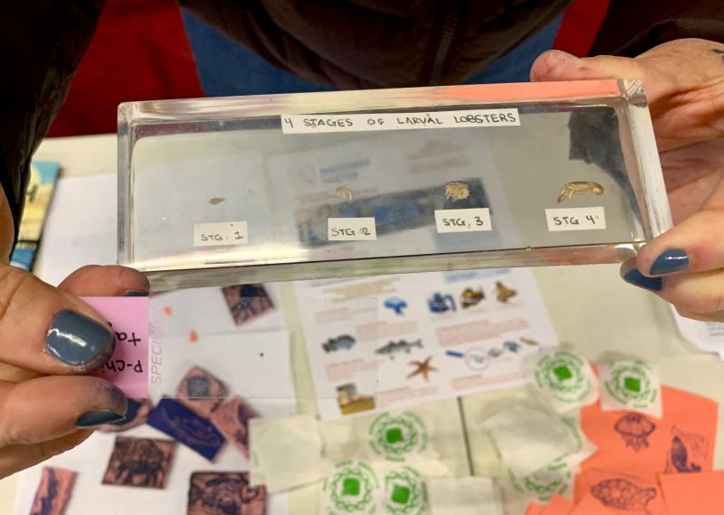 Scientists are working to implant stage 4 lobster larvae with tags to track local populations. ISABELLE CURTIS/Boothbay Register Scientists are working to implant stage 4 lobster larvae with tags to track local populations. ISABELLE CURTIS/Boothbay Register