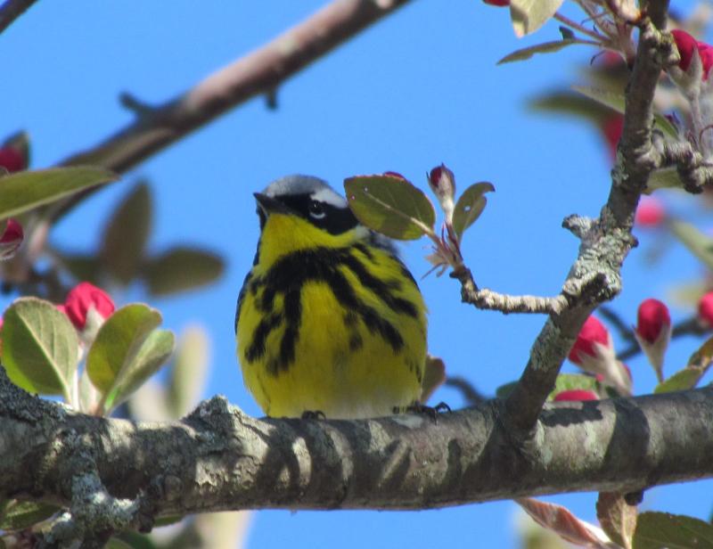 Migrant birds were still flitting through Maine's parks and neighborhoods this Memorial Day weekend. Birds like this magnolia warbler that was finding sustenance in the authors' crab apple tree. Courtesy of Jeff Wells Migrant birds were still flitting through Maine's parks and neighborhoods this Memorial Day weekend. Birds like this magnolia warbler that was finding sustenance in the authors' crab apple tree. Courtesy of Jeff Wells