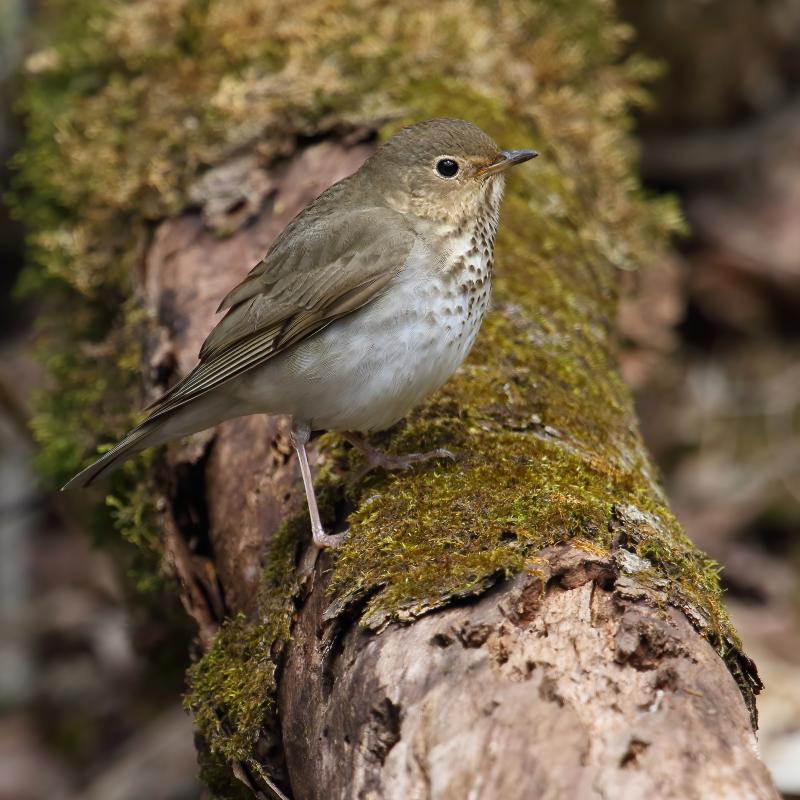 The spring peeper-like song of Swainson's thrush migrating overhead at night are a signature sound of fall in Maine. Photo by Cephas, courtesy of wikimedia commons The spring peeper-like song of Swainson's thrush migrating overhead at night are a signature sound of fall in Maine. Photo by Cephas, courtesy of wikimedia commons