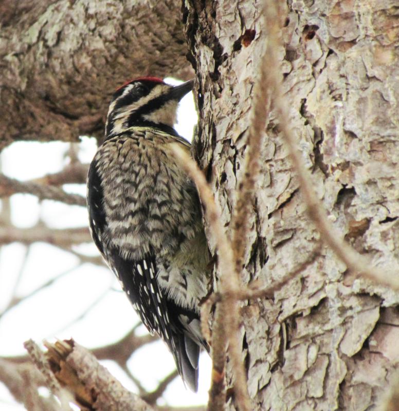 Yellow-bellied sapsuckers have been appearing around the authors' neighborhood during this fall migration, though not as many as were counted flying to the mainland from Cousin’s Island in Yarmouth in the fall of 2011 - that total reached 358! Yellow-bellied sapsucker photo courtesy of Jeff Wells Yellow-bellied sapsuckers have been appearing around the authors' neighborhood during this fall migration, though not as many as were counted flying to the mainland from Cousin’s Island in Yarmouth in the fall of 2011 - that total reached 358! (Yellow-bellied sapsucker photo courtesy of Jeff Wells)
