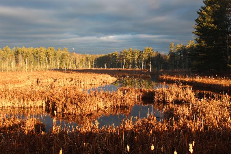 Marsh River Bog, a rare dwarf spruce bog, is a familiar landmark alongside Route 1 in Newcastle. Courtesy of Coastal Rivers
