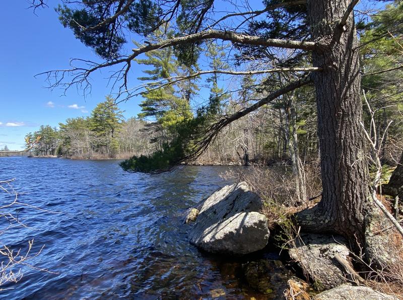 The wooded trails at Pemaquid Pond Preserve lead to overlooks on the pond. Courtesy of Coastal Rivers
