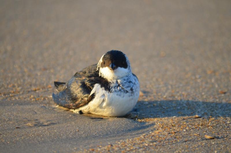Dovekies sometimes appear onshore in a weakened state following intense storms. Photo courtesy of Cape Hatteras National Seashore.