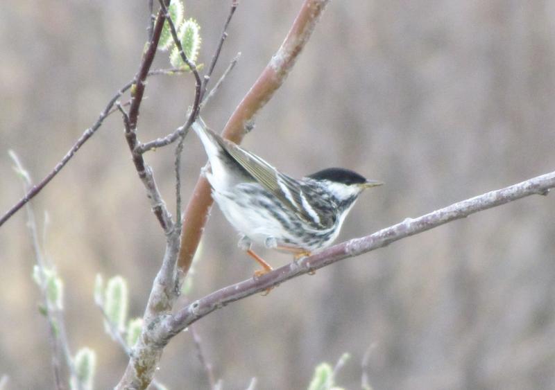 Blackpoll warblers migrate north in spring from their northern South American wintering grounds, arriving in our area in late May. They are an abundant nesting bird in the Seal River Watershed of northern Manitoba. Photo courtesy of Jeff Wells. 