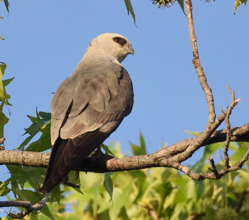 Mississippi kites are a species that most people would associate with the southeastern U.S., but a small, isolated breeding colony now exists in southern New Hampshire. Photo by Wildreturn courtesy of Wikimedia Commons.