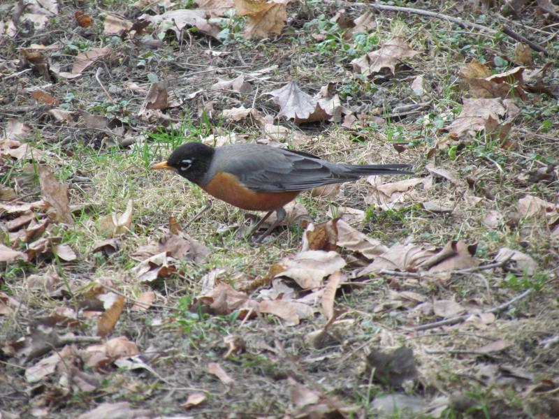Many of us have seen robins listening and watching for earthworms in the yard, like this one is doing. This food source has become widely available since nonnative earthworms were brought in to northern North America since European colonizers arrived on the continent. (Photo courtesy of Jeff Wells)