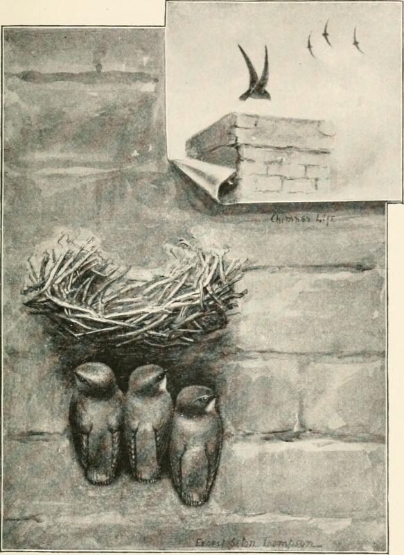 Chimney swifts glue together tiny twigs with their own saliva to make their nests, usually, today, in brick chimneys although originally in hollow trees. Illustration by Canadian naturalist and artist Ernest Thompson Seton (for a time he used Ernest Seton Thompson as he did when he signed this illustration) from the 1898 book by Florence Merrian Baily, "Birds of village and field: a bird book for beginners." Image courtesy of WIkimedia Commons.