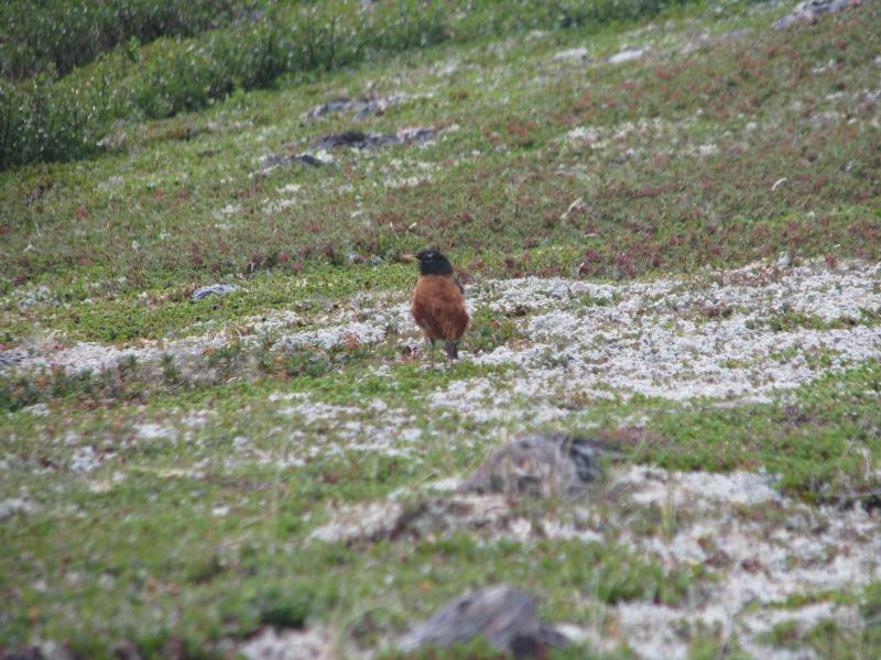 The adaptability of American robins has allowed them to range over much of the North American continent. This one was thriving in the treeless expanse of the Ungava Peninsula of northern Quebec. (Photo courtesy of Jeff Wells)