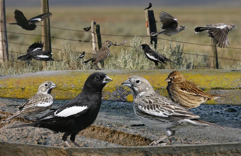 Lark buntings are very rarely detected in Maine. This graphic, from the "Crossley ID Guide to Eastern Birds," shows males, females, and immature birds in their typical rangeland habitat in the Midwest. A female-plumaged bird was found and photographed as it fed on dandelion seeds at the Bar Harbor Airport on June 1. (Image by Richard Crossley, courtesy Wikimedia Commons.)