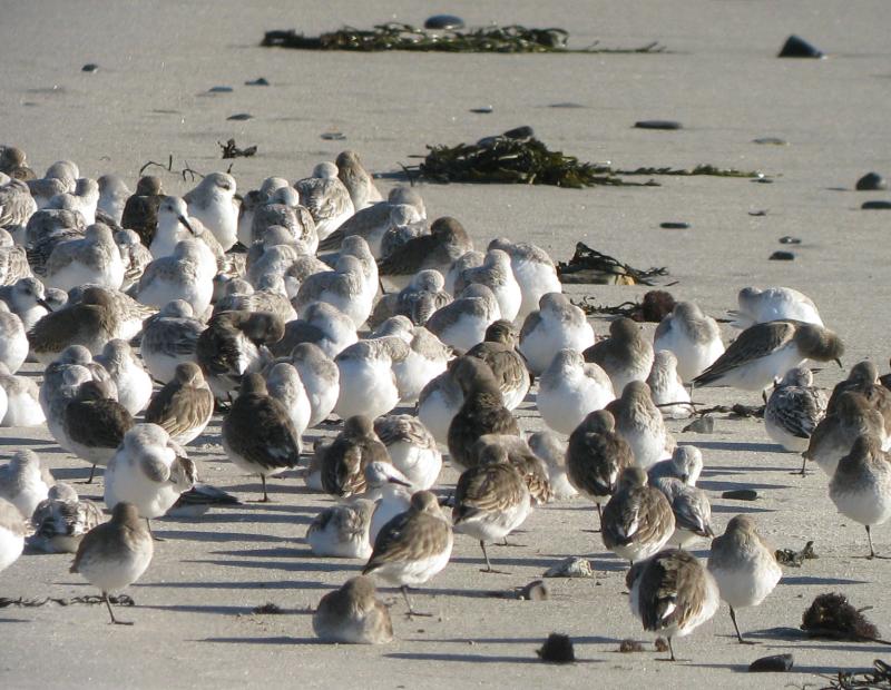 Shorebirds, like these dunlin and sanderlings on the beach in Biddeford Pool, grab quick naps during migration, as some of these are doing. (Photo courtesy of Jeff and Allison Wells)