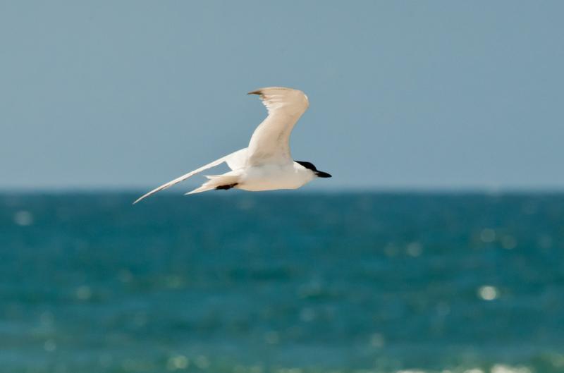 A gull-billed tern is one of at least three rare terns that have been seen in Maine over the past few weeks. One bird has been observed and photographed in the Popham Beach and Seawall Beach area. Photo by USFWS, courtesy of Wikimedia Commons.