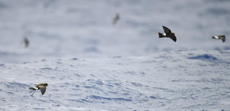 Adding to the adventure: spying Wilson's storm-petrels from the Hardy Boat on the way out to Eastern Egg Rock as well as on the way back to New Harbor. Photo by lwolfartist couresty of Wikimedia Commons