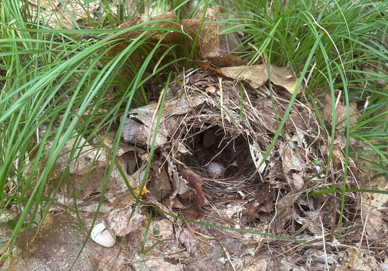An ovenbird nest tucked discreetly into the leaf litter on the new property. These ground-nesting songbirds depend on large, undisturbed mature forests with thick leaf litter. Courtesy of Coastal Rivers