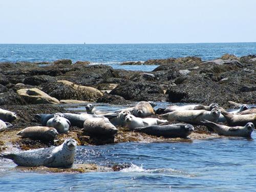 Seals