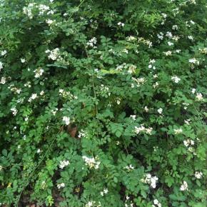 Multiflora rose (Rosa multiflora). Courtesy of Louisa Crane