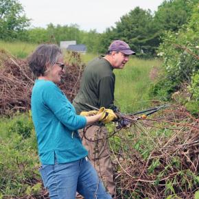 Volunteers cut and remove invasive bittersweet vines from a hedgerow at Coastal Rivers’ Round Top Farm in Damariscotta.
