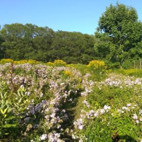 The colors of late summer at Singing Meadows off Cross Point Road, Edgecomb. PHIL DI VECE/Wiscasset Newspaper