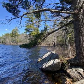 The wooded trails at Pemaquid Pond Preserve lead to overlooks on the pond. Courtesy of Coastal Rivers
