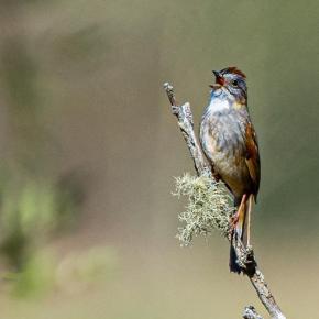 Several species of sparrow, such as this Swamp sparrow, can be spotted at Salt Bay Farm in Damariscotta. Photo courtesy of Walt Barrows 