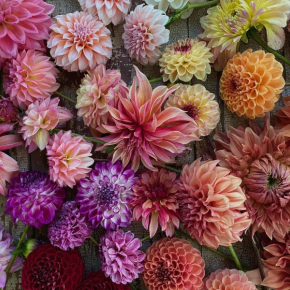 Dahlias. Erica Berman photo