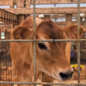 Cow Spa