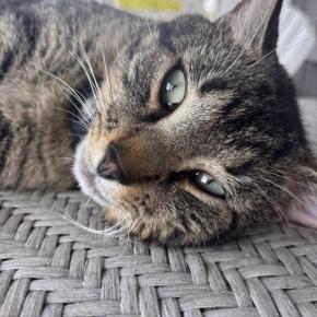 Tiger, aka "Little Man." Courtesy photo