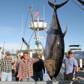 Rolling Stone, with captain Alan Dugas, landed a 914-pound tuna early Wednesday morning, the first day of the four-day tournament 