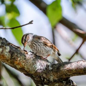 University of Maine Cooperative Extension is hosting a 10-session, online backyard birding course where youth ages 10-14 will learn to identify common backyard birds and develop observation and documentation skills. Courtesy of University of Maine.