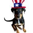 Buddha, a bluetick mix, is the Woofstock festival mascot. Courtesy of Dan Martin