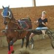 Joanne Lewis drives Patty as the two continue training for next month's show in Oklahoma. SUSAN JOHNS/Wiscasset Newspaper