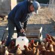 Rob Johanson waters the chickens. SUSAN JOHNS/Wiscasset Newspaper 