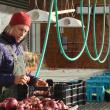 Jan Goranson sorts through vegetables grown on the Dresden land her parents first grew crops on a half-century ago. SUSAN JOHNS/Wiscasset Newspaper 