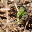 Painted bunting. Courtesy of Jeff Wells