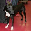 Coda, a well-mannered lab mix, is the only dog who wasn't adopted February 23