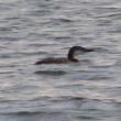 Common loons are plentiful along Maine's coast in winter, though they may not look familiar to the untrained eye. Courtesy of Jeff Wells