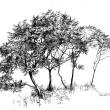 This drawing of a grove of staghorn sumac is by Dick Rauh, who is associated with the New York Botanical Garden and will teach a week-long workshop at Coastal Maine Botanical Gardens during this year of Trees, Timbers and Traditions. 