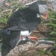 Puffin wearing a geolocator. Courtesy of Stephen W. Kress