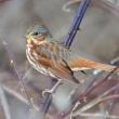 Red fox sparrow. Courtesy of Jeremiah Trimble