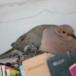 On June 19, a baby dove peeks out from under its sitting parent. SUE MELLO/Boothbay Register.