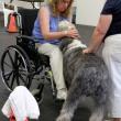 Gracie, the Old English Sheepdog owned by Lisa Cushman, greets Therapy Dog International evaluator Naomi Howe during the test at Positively Best Friends. Courtesy of Lisa Best