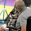 Lexi, the Boston Terrier owned by Holly Fulmer, charms evaluator Steve Seekins during her evaluation. Courtesy of Lisa Best