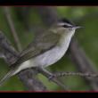 Red-eyed vireo