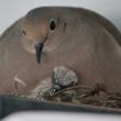 A first glimpse of a baby mourning dove nestled under its mother. RYAN LEIGHTON/Boothbay Register